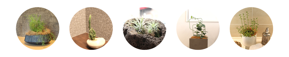 難波グリーン｜観葉植物レンタル