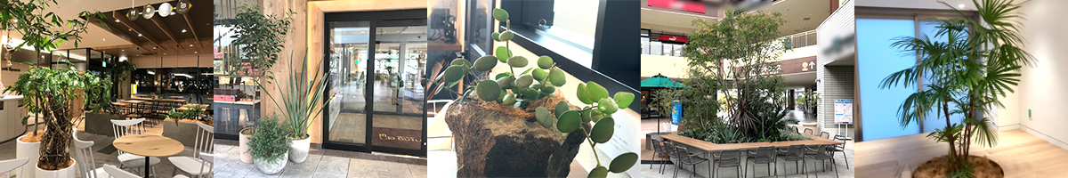 難波グリーン｜観葉植物レンタル