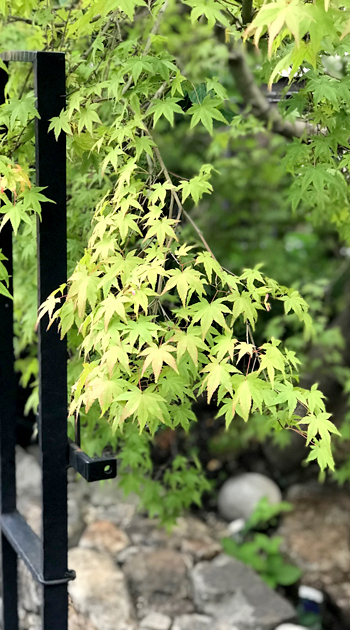 難波グリーン｜観葉植物レンタル