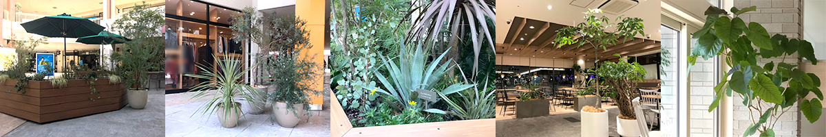難波グリーン｜観葉植物レンタル