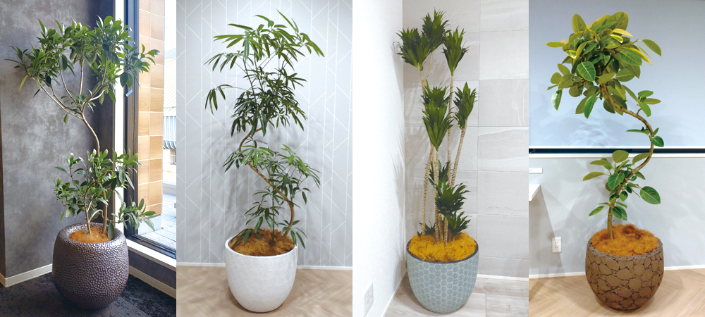 難波グリーン｜観葉植物レンタル