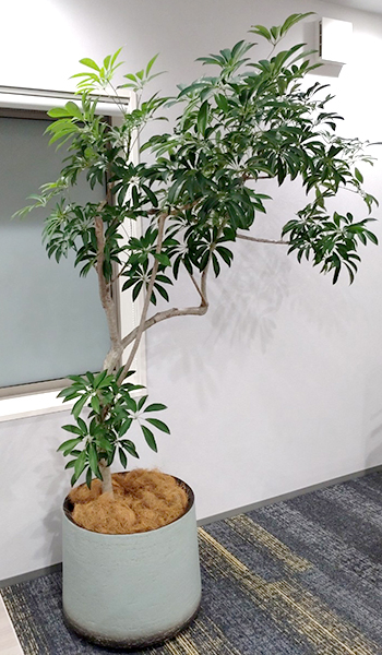 難波グリーン｜観葉植物レンタル