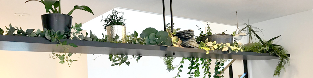 難波グリーン｜観葉植物レンタル