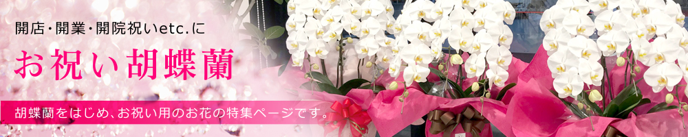 お祝い胡蝶蘭など贈答用観葉植物特集