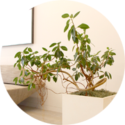 観葉植物レンタル