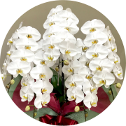 お祝い用・胡蝶蘭・生花スタンド・観葉植物