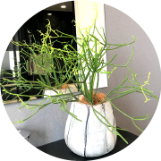 鉢物・特殊プランター販売