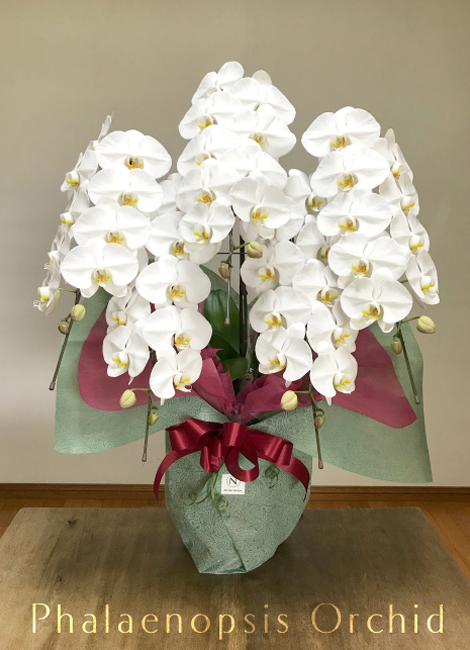 難波グリーン｜お祝い胡蝶蘭