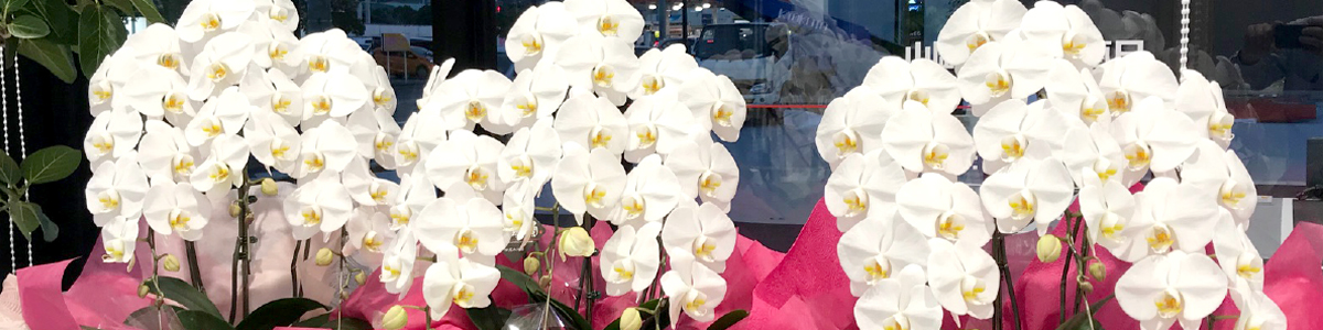 難波グリーン｜お祝い胡蝶蘭