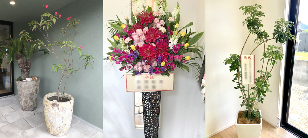 胡蝶蘭以外｜お祝い用生花スタンド、お祝い用観葉植物・ラッピング