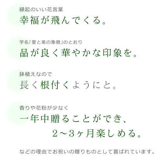 お祝い胡蝶蘭｜縁起のいい花言葉「幸福が飛んでくる。」、品が良く華やかな印象を。、鉢植えなので長く根付くようにと。、香りや花粉が少なく一年中贈ることができ、2～3ヶ月楽しめる。