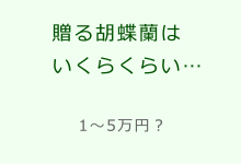 お祝い胡蝶蘭｜贈る胡蝶蘭はいくらくらい…