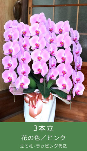お祝い胡蝶蘭｜3本立、花の色／ピンク、立て札・ラッピング代込