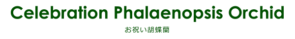 お祝い胡蝶蘭