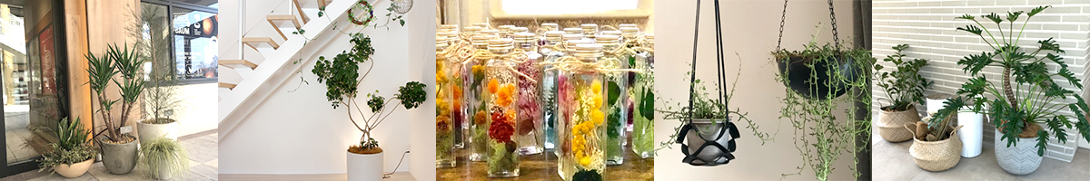 難波グリーン｜観葉植物レンタル