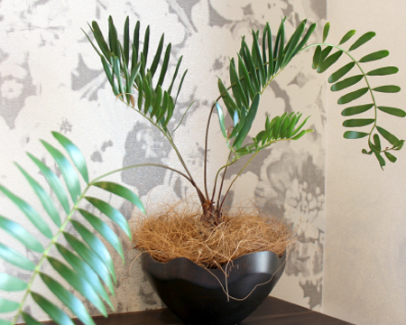 難波グリーン｜鉢物・特殊プランターの販売