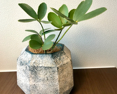 難波グリーン｜鉢物・特殊プランターの販売