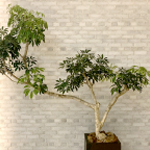 難波グリーン｜観葉植物レンタル｜病院