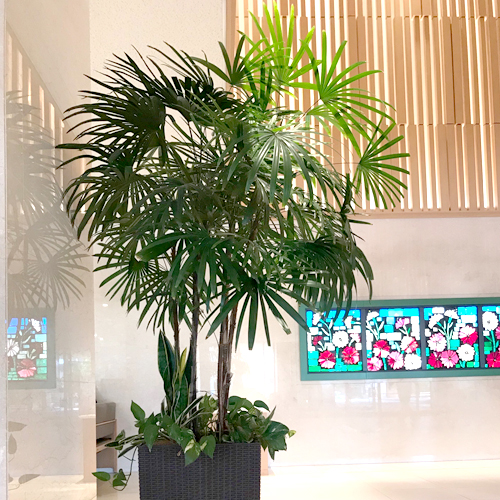 難波グリーン｜観葉植物レンタル｜病院
