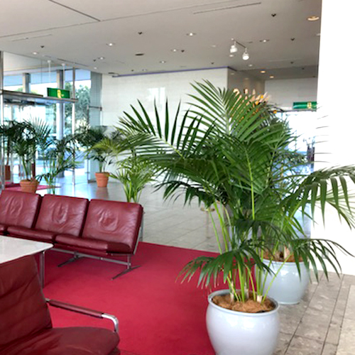 難波グリーン｜観葉植物レンタル｜ホテル