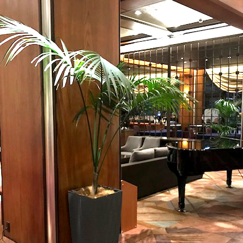 難波グリーン｜観葉植物レンタル｜ホテル