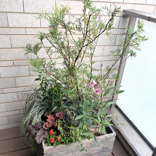 難波グリーン｜観葉植物レンタル｜植栽・管理