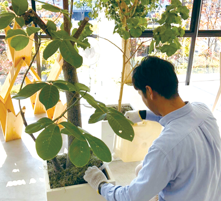 難波グリーン｜観葉植物のメンテナンス