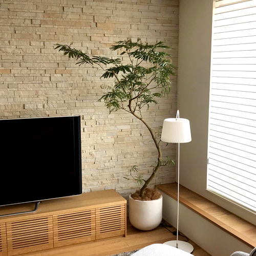 難波グリーン｜観葉植物レンタル｜オフィス