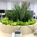 難波グリーン｜観葉植物レンタル｜オフィス