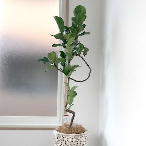 難波グリーン｜観葉植物レンタル｜オフィス