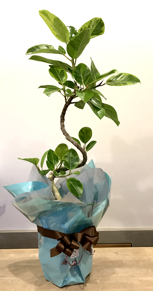 難波グリーン｜観葉植物ラッピング