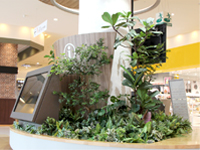 難波グリーン｜観葉植物レンタル