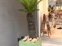 難波グリーン｜観葉植物レンタル