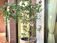 難波グリーン｜観葉植物レンタル