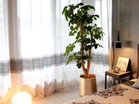 難波グリーン｜観葉植物レンタル