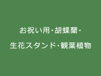 難波グリーン｜お祝い用・胡蝶蘭・生花スタンド・観葉植物