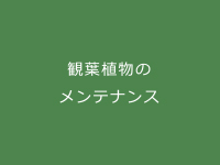 難波グリーン｜観葉植物のメンテナンス