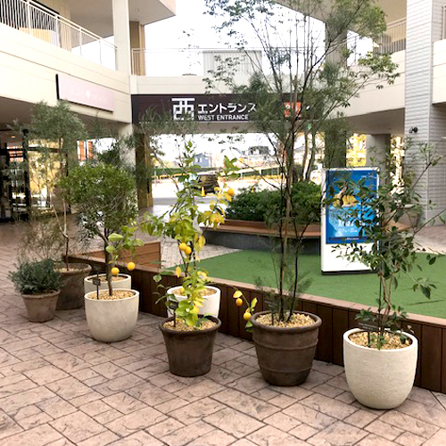 難波グリーン｜観葉植物レンタル｜大型特殊プランター