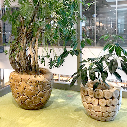 難波グリーン｜観葉植物レンタル｜大型特殊プランター