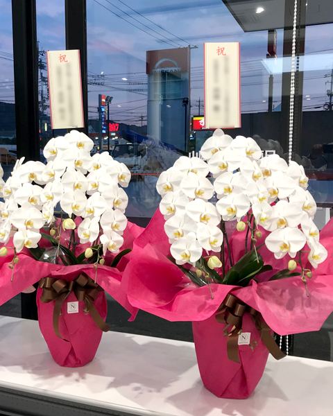 難波グリーン｜胡蝶蘭