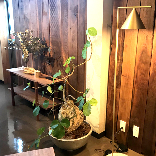 難波グリーン｜観葉植物レンタル｜ショールーム