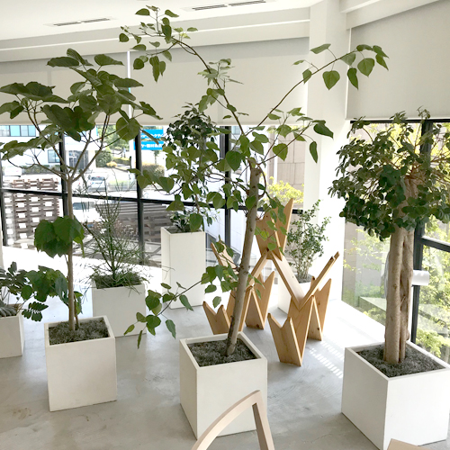 難波グリーン｜観葉植物レンタル｜ショールーム