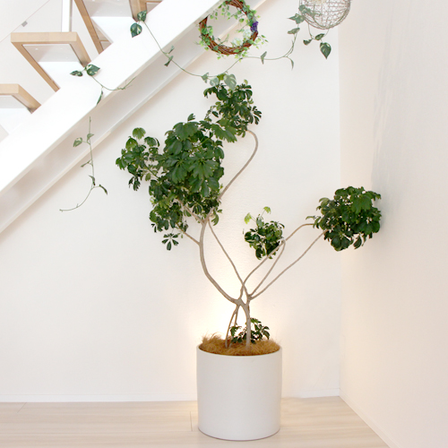 難波グリーン｜観葉植物レンタル｜ショールーム